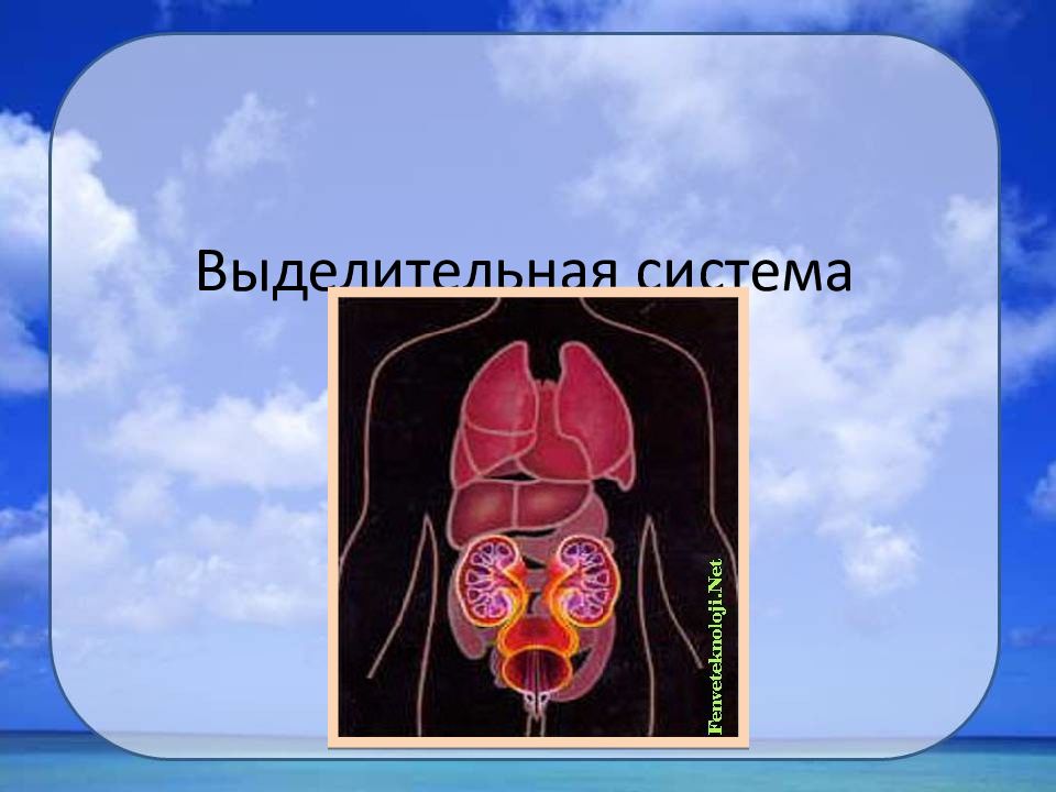 Выделительная система. Выделительная система легкие. Выделительная функция легких. Органы выделительной системы человека. Органы выделительной системы легкие.