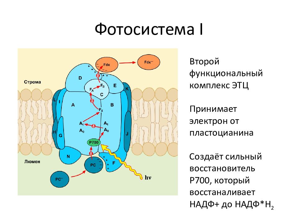 Фотосистема 2 схема