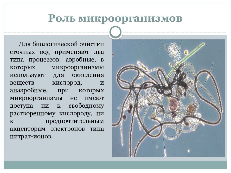 Презентация на тему биологическая очистка сточных вод