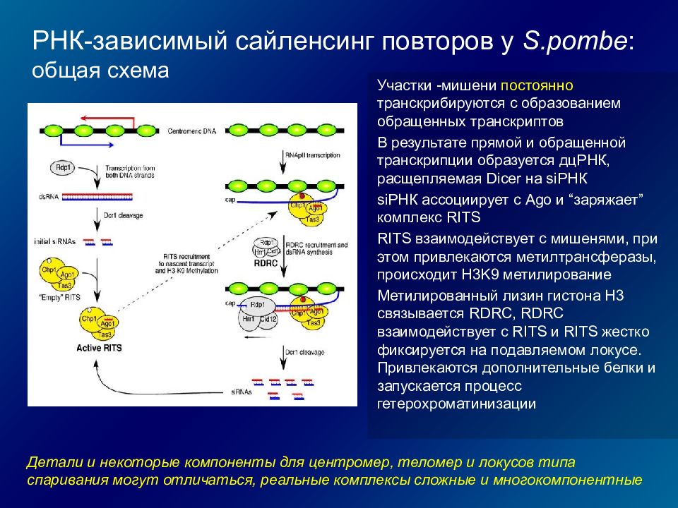 Молекулярные механизмы экспрессии генов у эукариот конспект