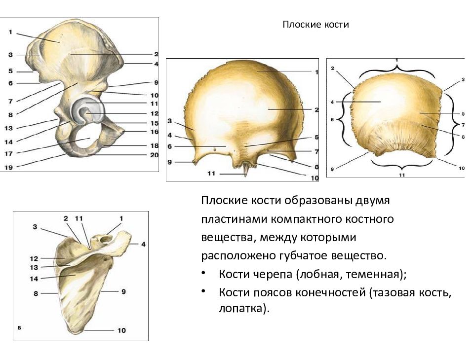 Функции плоских костей