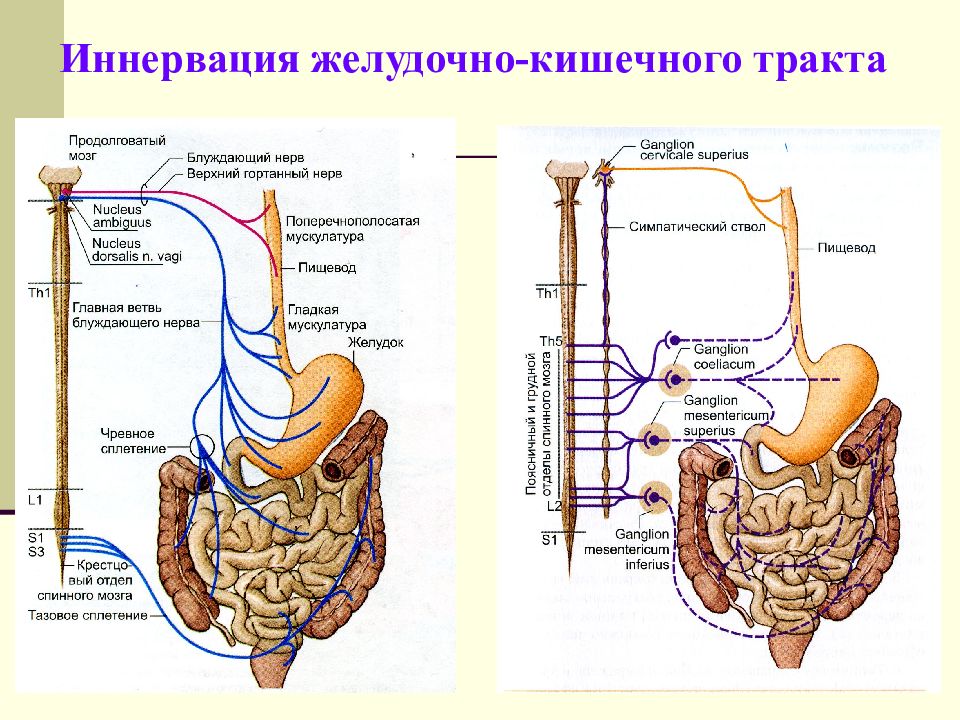 Работа желудочно кишечного. Толстая кишка иннервация схема. Иннервация кишечника анатомия. Иннервация толстой кишки схема. Иннервация кишечника человека анатомия.