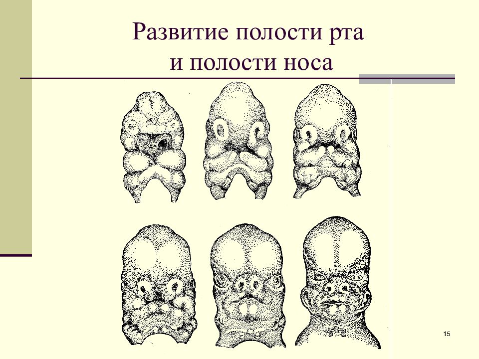 Эмбриогенез ротовой полости презентация