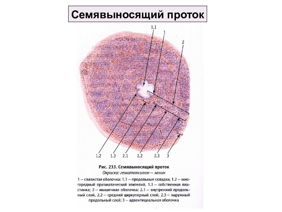 Семявыносящий проток картинки