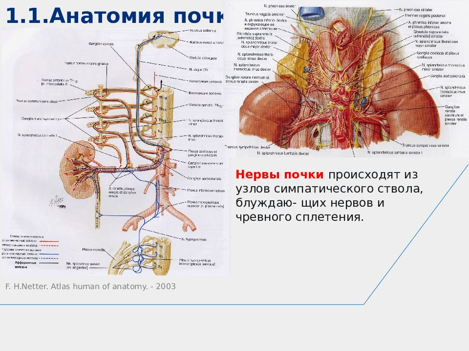органы иннервации симпатической нервной системы. чревное сплетение латынь. состав чревного сплетения. чревное сплетение латынь. узел симпатического нервного ствола.