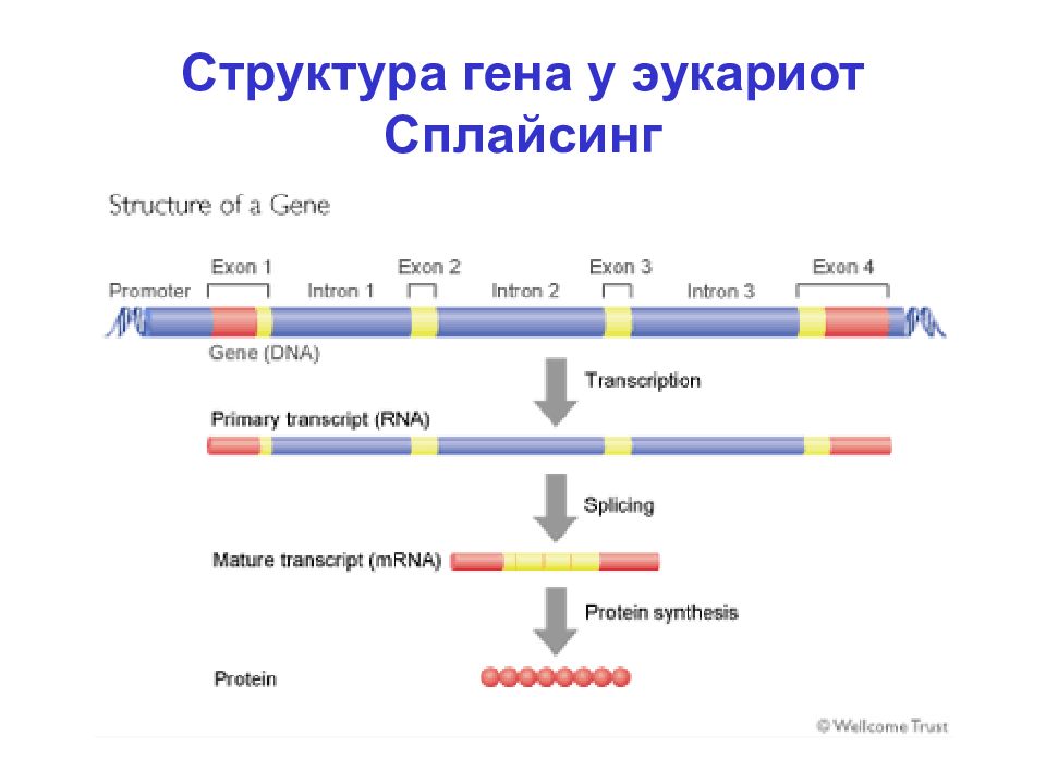 Схема строения гена эукариот