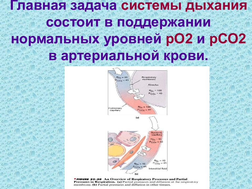 Процесс дыхание простейших. Задачи регуляции системы дыхания.. Функциональная система дыхания. Регуляция внешнего дыхания. Дыхательная система цели задачи.