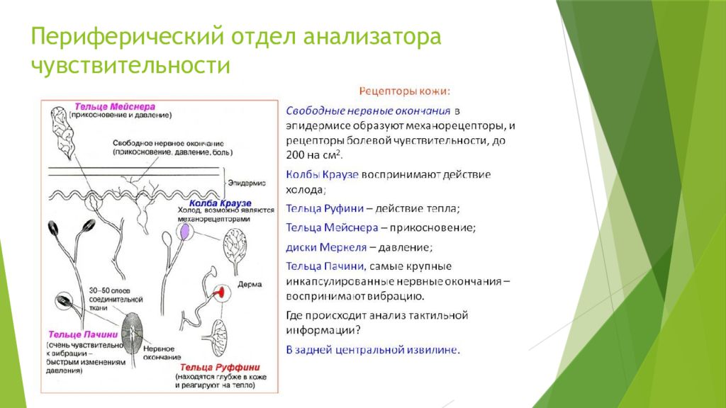 Рецепторы чувствительности. Функции периферического отдела анализатора. Периферический проводниковый Центральный отделы анализаторов. Рецепторный отдел чувствительного анализатора. Строение периферического отдела зрительного анализатора.