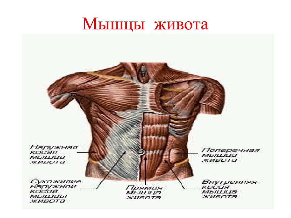 Мышцы живота анатомия атлас с пояснениями