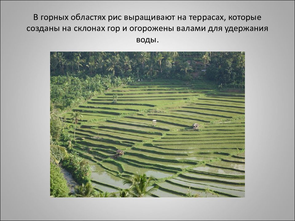 Страны лидеры по выращиванию риса. Рис условия возделывания. Рис выращивают в России. Рисоводство презентация. Где выращивают рис.