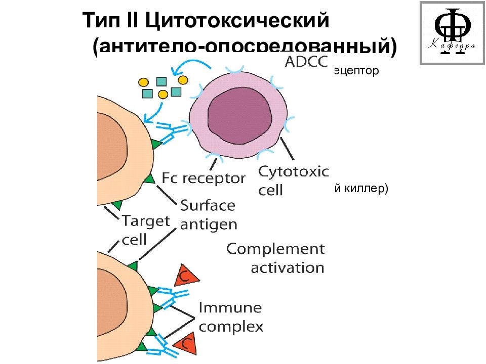 Иммунологическая реактивность. Нарушения иммунологической реактивности. Реактивность клеток. Клетка мишень 2 Тип цитотоксический.