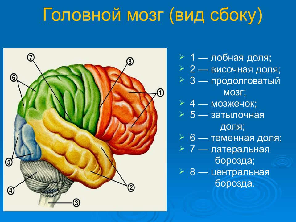 Затылочная доля презентация