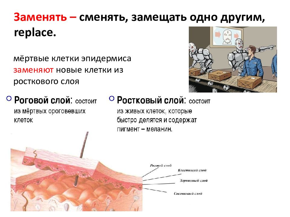 ороговевшие мертвые клетки функции