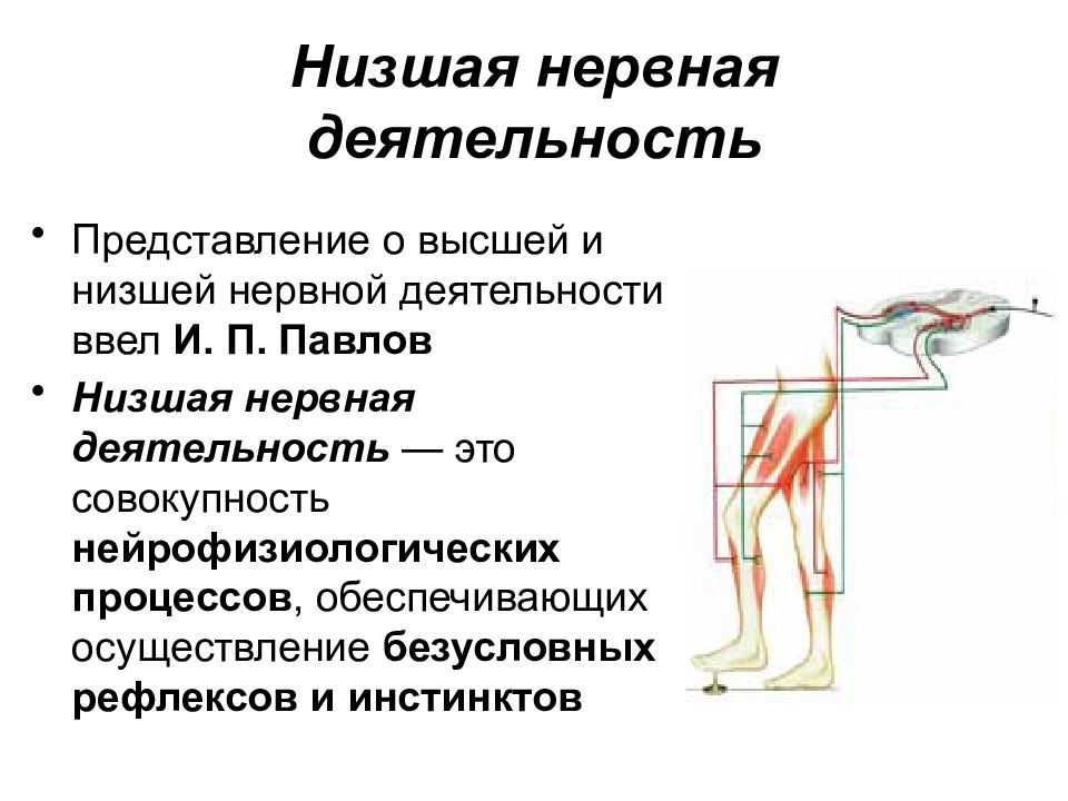 Нервная активность. Высшая и Низшая нервная деятельность человека. Высшая и Низшая нервная деятельность физиология. Понятие о высшей и низшей нервной деятельности физиология. Примеры низшей нервной деятельности.