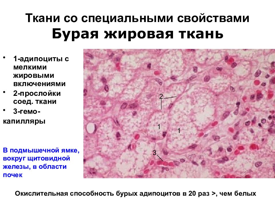 Бурая жировая ткань. Жировая ткань строение гистология. Бурая жировая ткань гистология препарат. Жировая соединительная ткань гистология. Белая жировая ткань гистология препарат.