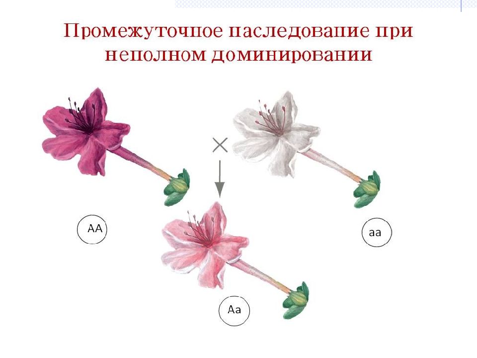 Промежуточное наследование презентация