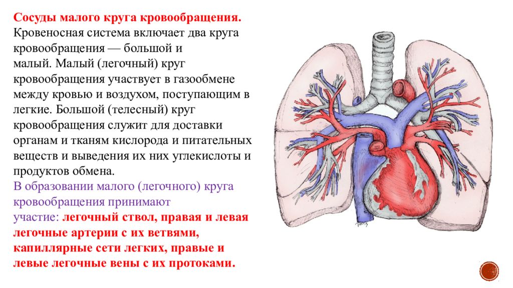 Вены малого круга кровообращения. Сосуды малого легочного круга кровообращения. Кровеносные сосуды малого круга кровообращения. Малый круг кровообращения сосуды. Малый круг кровообращения легочные вены.