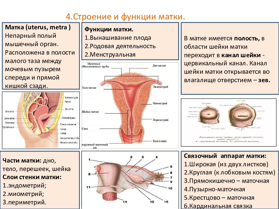 Матка схема строения