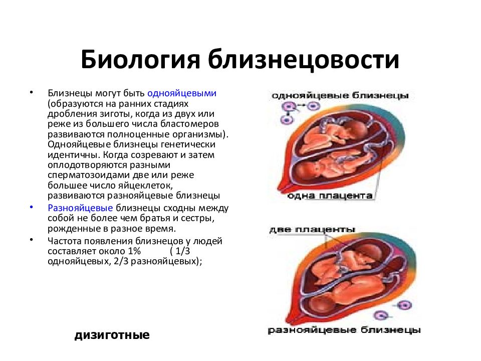 разнояйцевые двойняшки плаценты. различия между однояйцевыми близнецами обусловлены. однояйцевые близнецы наследственность. различия между однояйцевыми близнецами обусловлены. различия между однояйцевыми близнецами обусловлены.