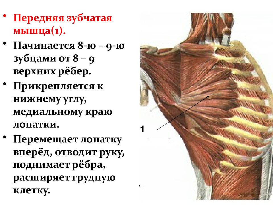 Зубчатая мышца. Передняя зубчатая мышца прикрепляется. Передняя зубчатая мышца иннервация. Передняя зубчатая мышца начало прикрепление функции. Синергисты передней зубчатой мышцы.