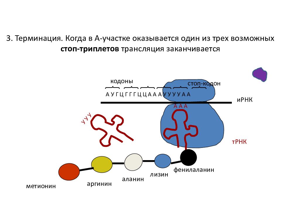 Биосинтез белка кодон