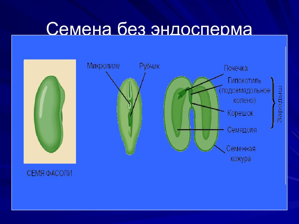 Вещества семени. Строение семени фасоли эндосперм. Двудольные растения без эндосперма. Эндосперм в семени двудольных. Строение эндосперма фасоли.