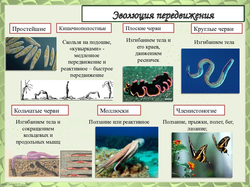 От каких животных произошли кольчатые черви моллюски. Эволюция червей. Эволюционное развитие червей. Эволюция типов червей. Простейшие Кишечнополостные черви.
