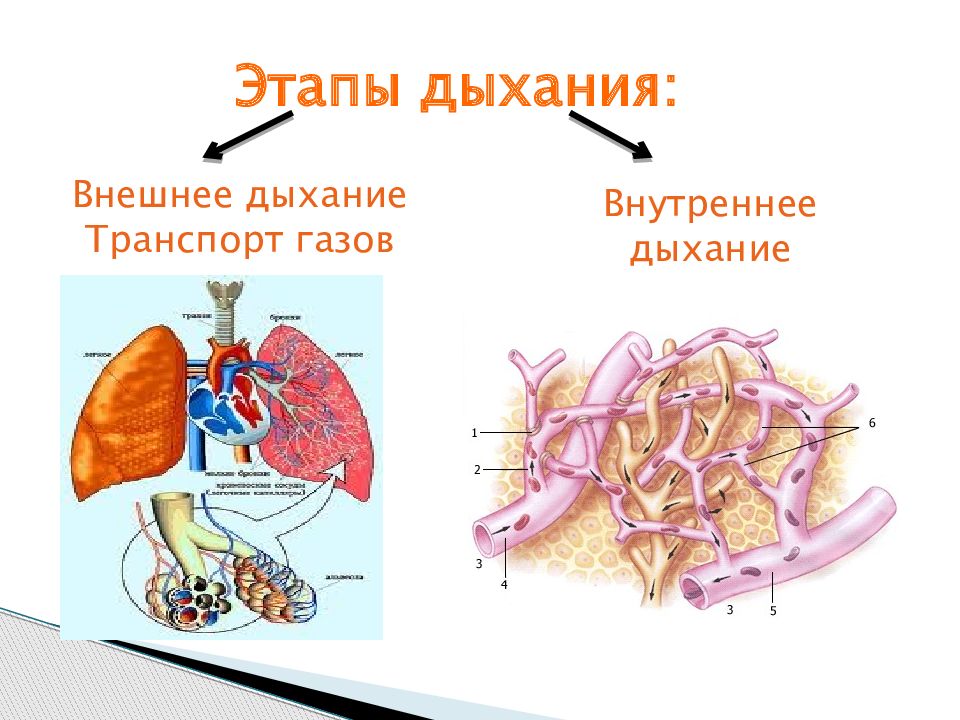 Внутреннее дыхание. Этапы дыхания. Этапы дыхательной системы. Этапы дыхательной системы человека. Этапы дыхания внешнее дыхание.