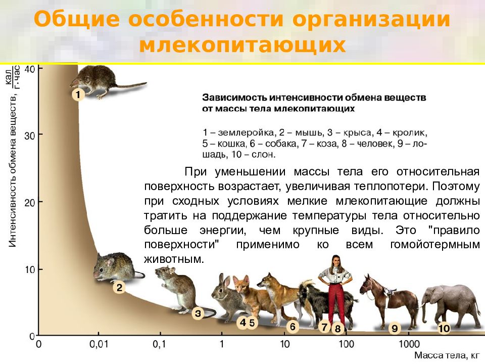 Как изменится численность мышей и коз. Терморегуляция млекопитающих. Вес млекопитающих. Особенности организации млекопитающих. Температура тела млекопитающих.