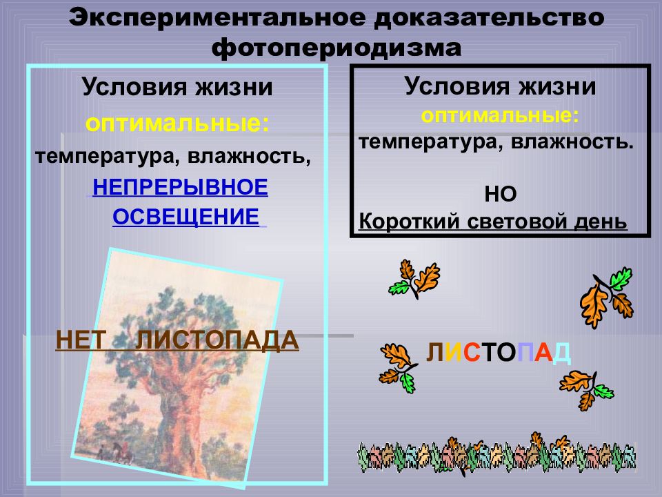 Примерами фотопериодизма у организмов. Фотопериодизм. Фотопериодизм схема. Фотопериодизм у растений. Биологическое значение фотопериодизма.