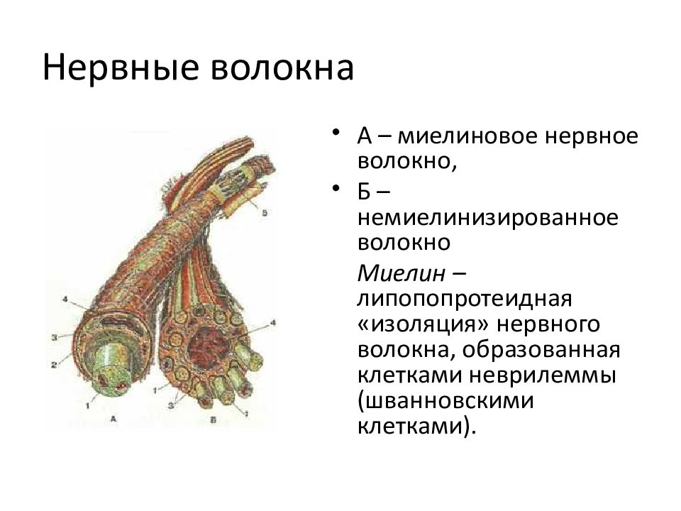 Строение нервного волокна рисунок