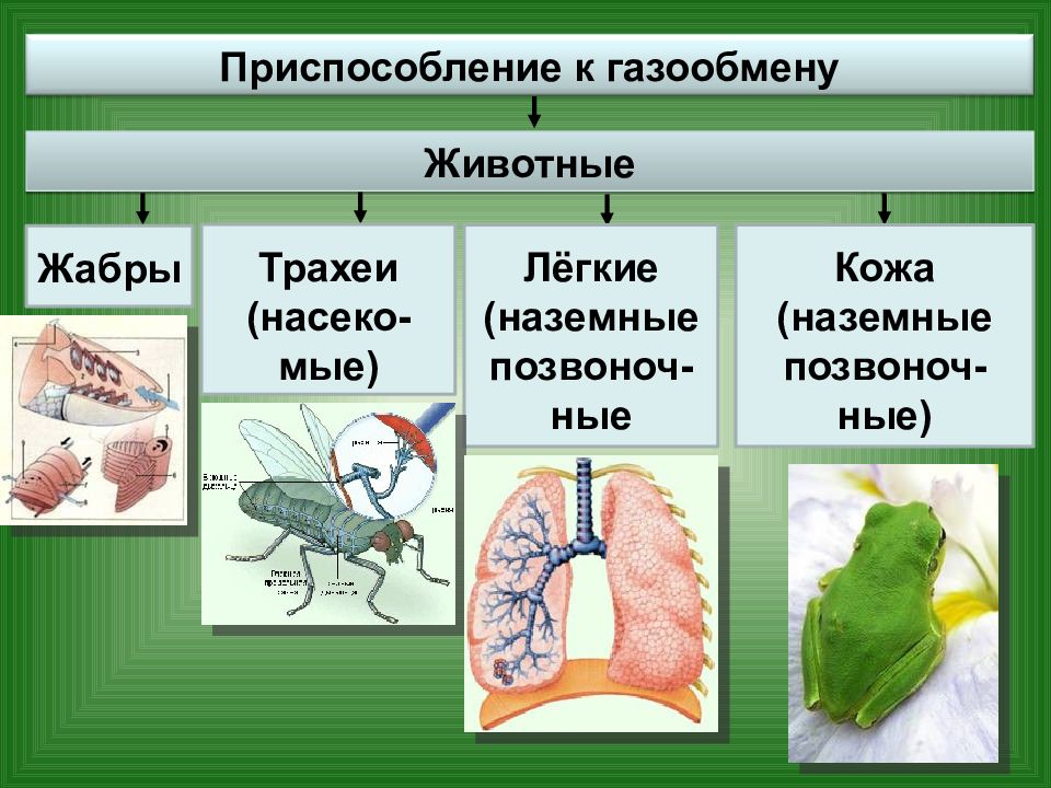 Биология презентация 8 класс дыхание