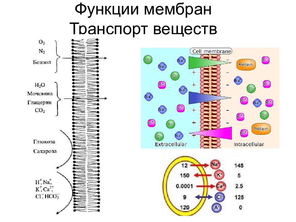 Аппараты клетки. Функции мембраны транспорт веществ. Поверхностный аппарат клетки эукариот и прокариот. Поверхностный аппарат клетки прокариот. Липофильные соединения мембрана транспорт веществ.