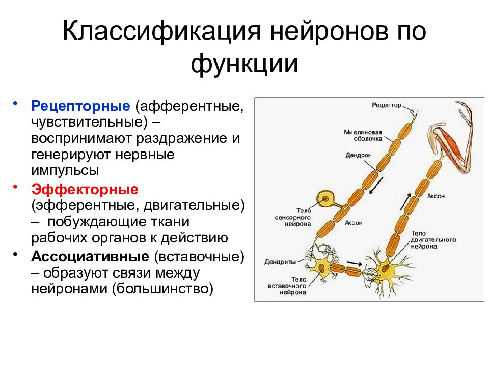 Функции нервной клетки. Функциональная классификация нейронов секреторные. Вставочные Нейроны классификация. Классификация нейронов чувствительные двигательные. Нейрон: строение, классификация по строению и функции.