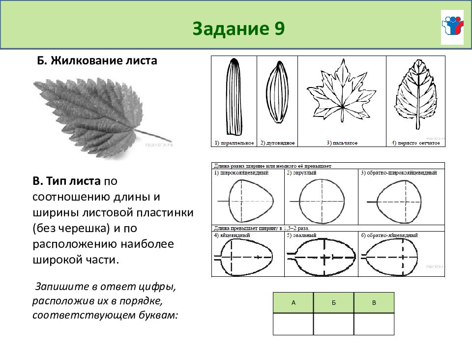 Длина и ширина листьев