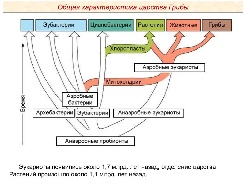 Составьте схему происхождение и эволюция растений