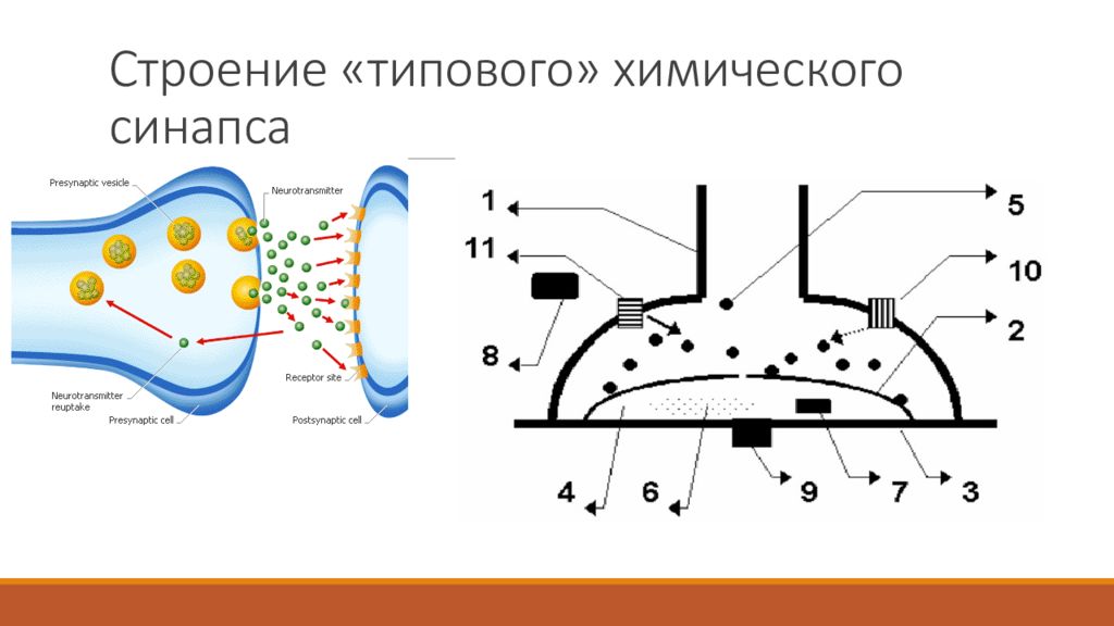 Ооо синапс. Схема химического синапса активная зона. Строение химического синапса фармакология. Структура типичного химического синапса. Строение типичного химического синапса.