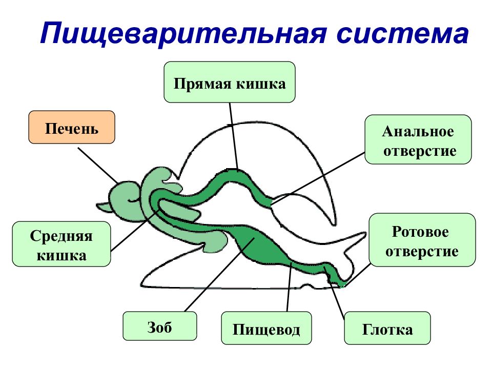 Пищеварительная система брюхоногих. Пищеварительная система брюхоногих моллюсков. Пищеварительная система моллюсков схема. Пищеварительная система прудовика. Брюхоногий моллюск пищеварительная система схема.