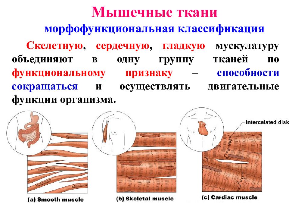 Паразитический образ жизни три слоя гладкой мускулатуры. Скелетная сердечная и гладкая мышечная ткань. Мышечная ткань функции строения и классификация. Функции поперечно полосатой мышечной ткани у животных. Поперечно полосатая Скелетная мышечная ткань строение и функции.