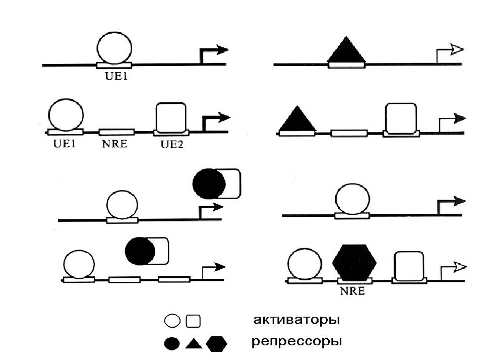 Признаки для описания транскрипции у эукариот