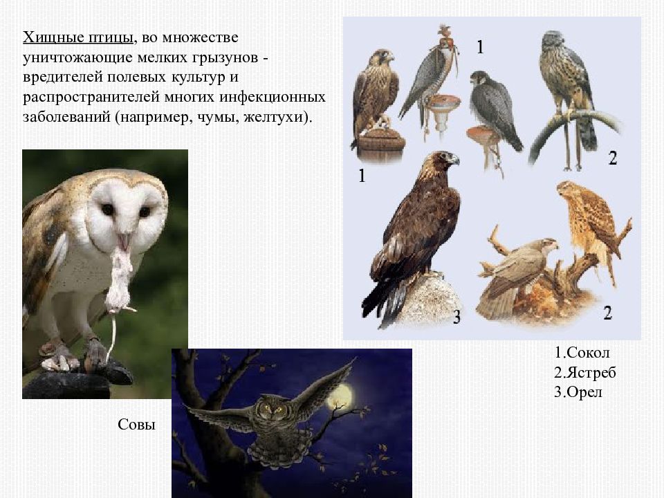 Имя означающее птицу