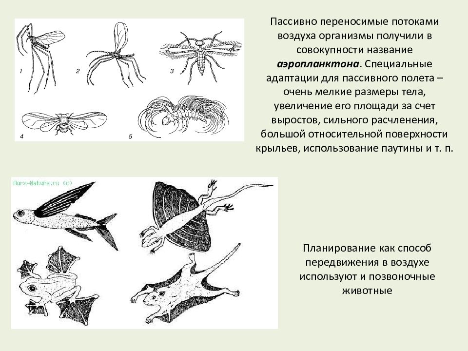 Воздушные организмы. Аэропланктона. Примеры аэропланктона. Адаптации растений для пассивного перелета. Аэропланктон это в экологии.