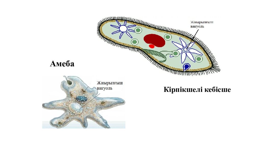 Қоректік заттардың тасымалдануы