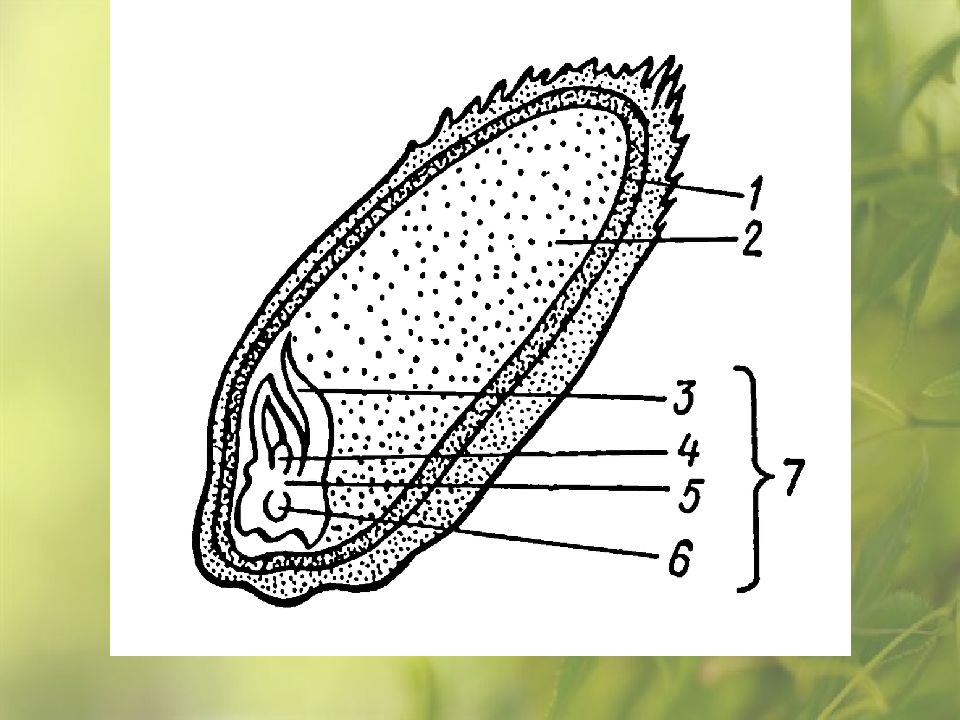 Рассмотрите рисунок семени какая структура обозначена на рисунке цифрой