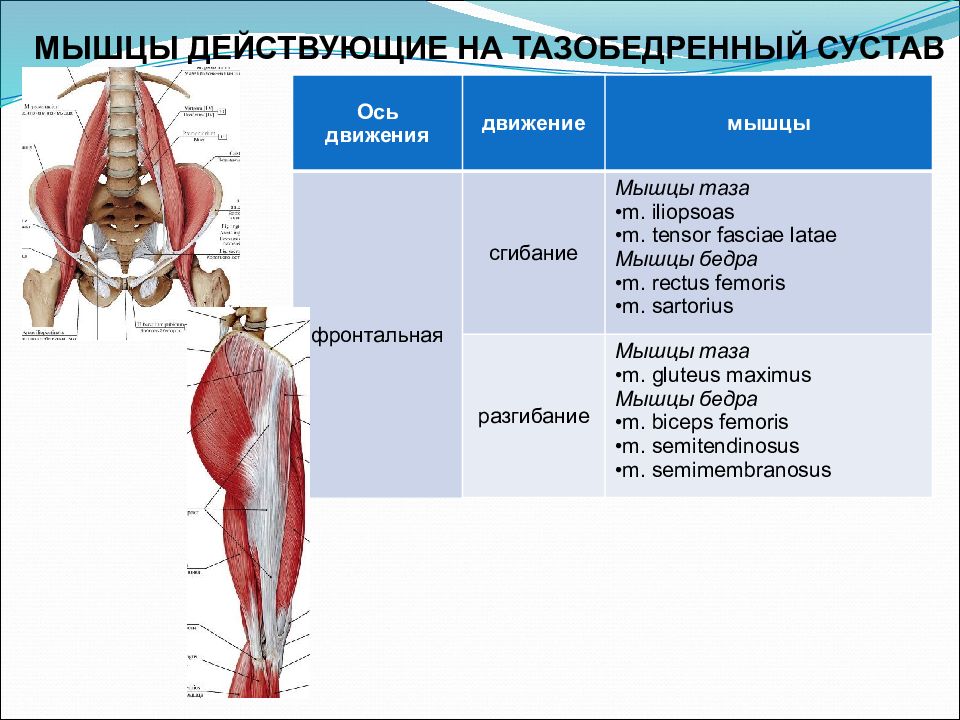 Мышцы обеспечивающие движение. Мышцы приводящие в движение тазобедренный сустав. Мышцы действующие на тазобедренный сустав таблица. Мышцы разгибающие тазобедренный сустав. Мышцы тазобедренного сустава вращатели.