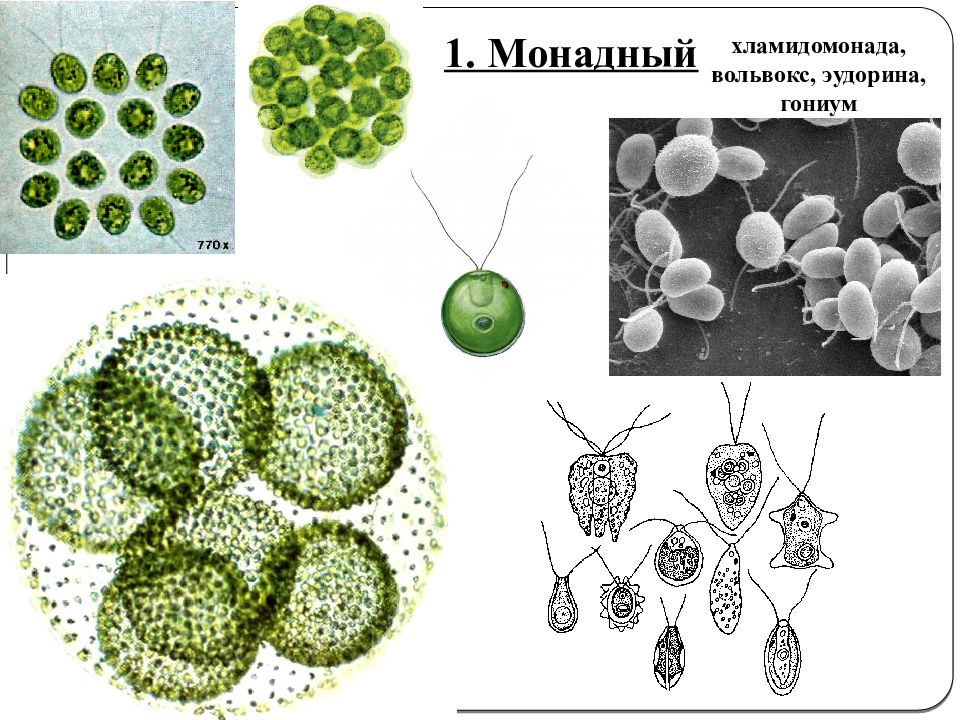 Является колониальной водорослью. Вольвокс эудорина. Монадная структура водоросли. Типы организации таллома. Монадный Тип таллома.
