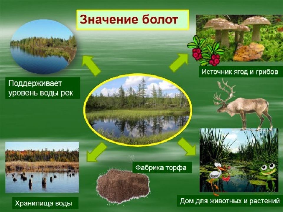 Проект природные сообщества. Перечень природных сообществ. Природные сообщества по площади. Природное сообщество в болоте.