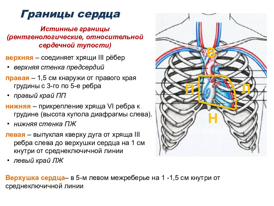 В верхнюю правую левую. Топография и границы сердца. Границы сердца скелетотопия. Топография сердца границы сердца. Границы сердца топографическая анатомия.