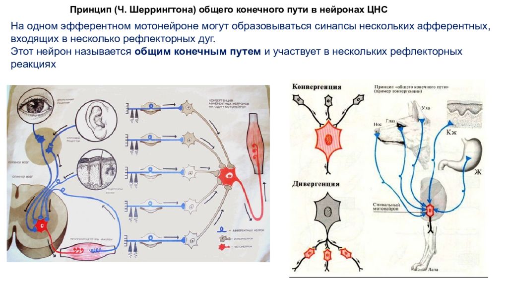 Принцип конечного пути. Рефлекторная дуга Сеченова. Рефлекторная дуга моторный Нейрон. Синапс в рефлекторной дуге. Рефлекторные дуги общего конечного пути.