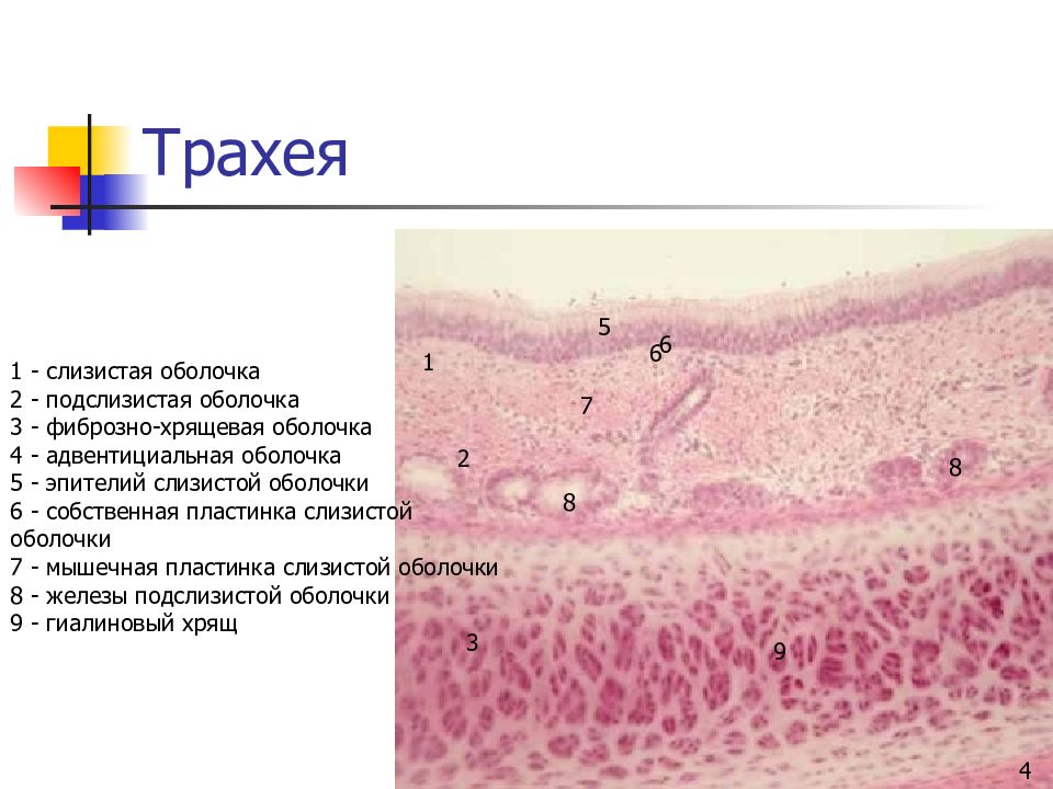 Презентация гистология дыхательной системы